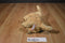 Douglas Cuddle Zone Thatcher Golden Retriever Beanbag Plush