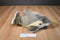 Short Beaked Common Dolphin Plush