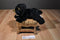 Russ Yomiko Mini Black Bear Cub Beanbag Plush