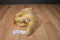 Ganz Webkinz Signature Endangered Cougar WKSE3009 Beanbag Plush (No Code)