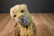 Ganz Webkinz Signature Endangered Cougar WKSE3009 Beanbag Plush (No Code)