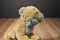 Ganz Webkinz Signature Endangered Cougar WKSE3009 Beanbag Plush (No Code)