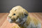 Ganz Webkinz Signature Endangered Cougar WKSE3009 Beanbag Plush (No Code)