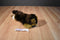 Kids Prefered Brown Tan and White Dog 2005 Beanbag Plush