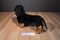 Melissa & Doug Dachshund Black Tan Smooth Coat Plush
