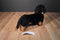 Melissa & Doug Dachshund Black Tan Smooth Coat Plush