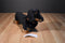Melissa & Doug Dachshund Black Tan Smooth Coat Plush