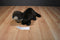 Folkmanis River Otter Puppet Hand Plush