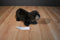 Folkmanis River Otter Puppet Hand Plush