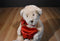 Gund Beige Bear Beanbag Plush with a Red Heart with a Pocket