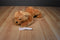 Aurora Honey Tan Colored Bear Plush