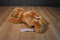 Aurora Honey Tan Colored Bear Plush