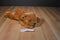 Aurora Honey Tan Colored Bear Plush