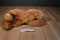 Aurora Honey Tan Colored Bear Plush
