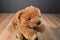 Aurora Honey Tan Colored Bear Plush
