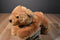 Aurora Honey Tan Colored Bear Plush