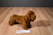 Douglas Gretel Red Dachshund Dog Beanbag Plush