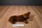 Douglas Gretel Red Dachshund Dog Beanbag Plush