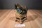 Wild Republic Cuddlekins Babies Wolf Cub 2007 Plush with Blue Eyes