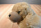 Russ Doozer Tan Cocker Spaniel Dog Beanbag Plush