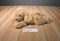 Russ Doozer Tan Cocker Spaniel Dog Beanbag Plush
