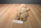 Russ Doozer Tan Cocker Spaniel Dog Beanbag Plush