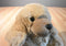 Russ Doozer Tan Cocker Spaniel Dog Beanbag Plush