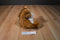 Animal Alley Sitting Pot Bellied Horse Pony Beanbag Plush