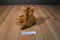 Animal Alley Sitting Pot Bellied Horse Pony Beanbag Plush