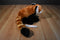 Wild Republic Red Panda 2015 Beanbag Plush