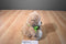 Animal Adventure Tan and White Teddy Bear 2018 Plush With Green Bow