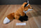 Wild Republic Red Fox 2015 Beanbag Plush