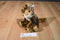 Fiesta Leopard Cub Beanbag Plush
