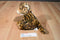 Fiesta Leopard Cub Beanbag Plush