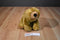 Wild Republic Beige Grizzly Bear 2008 Beanbag Plush