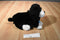 Bernese Mountain Dog Bag Plush Purse