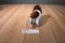 Douglas Mini Flair the Brown and White Springer Spaniel