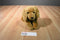 Animal Alley Golden Retriever 2000 Beanbag Plush