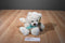 Animal Adventure Beige and White Teddy Bear 2018 Plush With Teal Bow