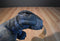 Wild Republic MN Zoo Komodo Dragon 2014 Beanbag Plush