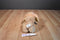 Toby NYC Beige Dog Beanbag Plush with Pink Bows