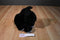 Mary Meyer Flip Flop Scottish Terrier Beanbag Plush
