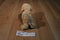 Douglas Golden Labradoodle Dog Beanbag Plush