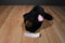 Ty Classic Shadow the Black Bear 1992 Beanbag Plush