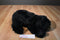 Ty Classic Shadow the Black Bear 1992 Beanbag Plush