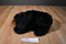 Ty Classic Shadow the Black Bear 1992 Beanbag Plush