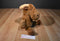 Kohl's Cares If You Give A Moose A Muffin Moose 2015 Plush