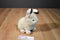 Russ Quentin Arctic Hare Beanbag Plush