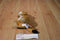 Douglas Digger the Prairie Dog Plush