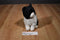 Russ Misty Black and White Cat Beanbag Plush Wearing a Red Bow